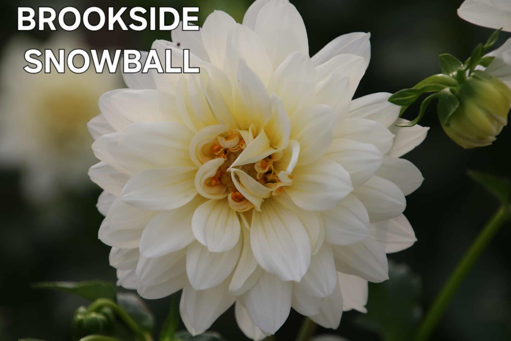 Brookside Snowball