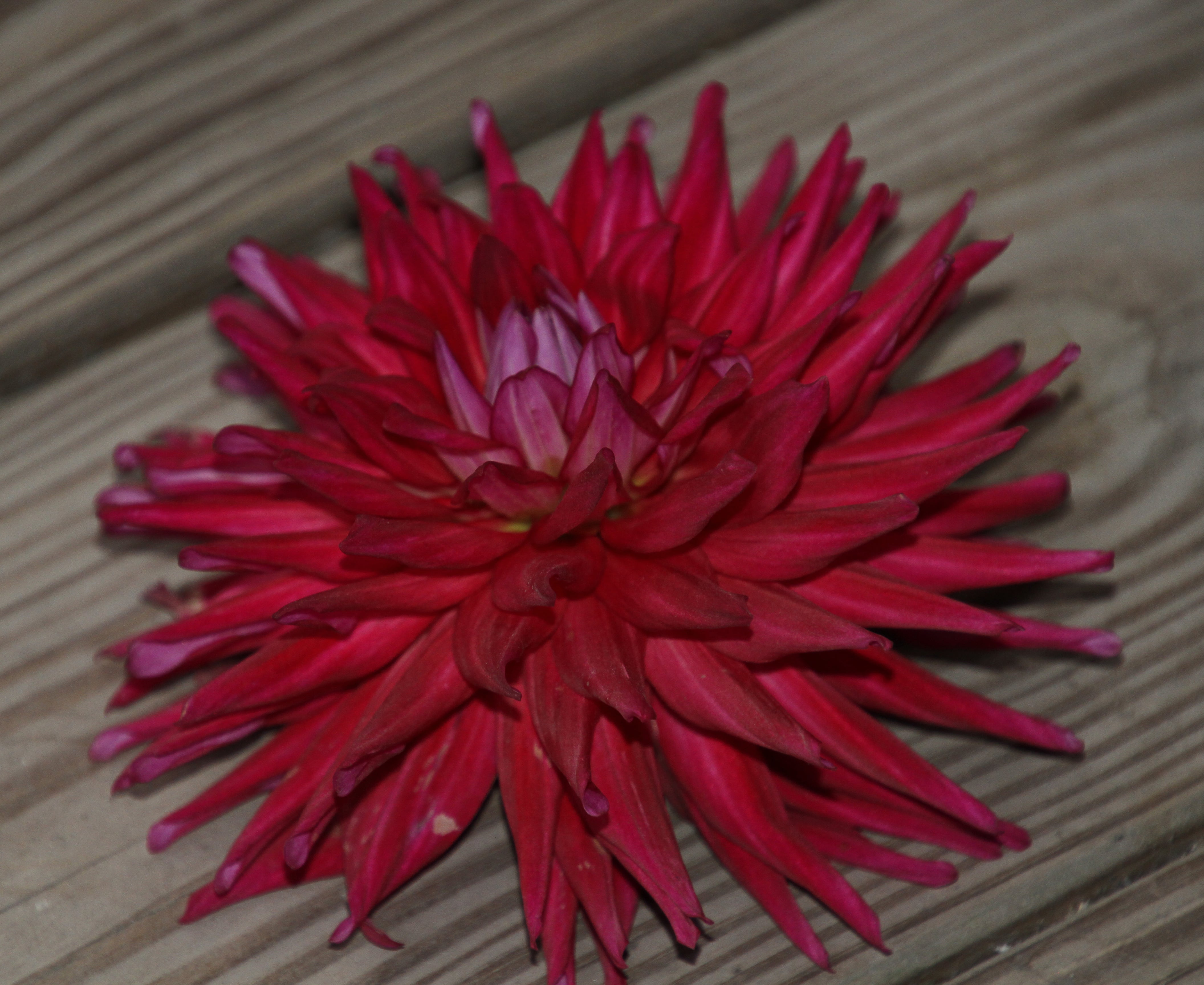 AC Hawk – Memaw’s Flower Farm