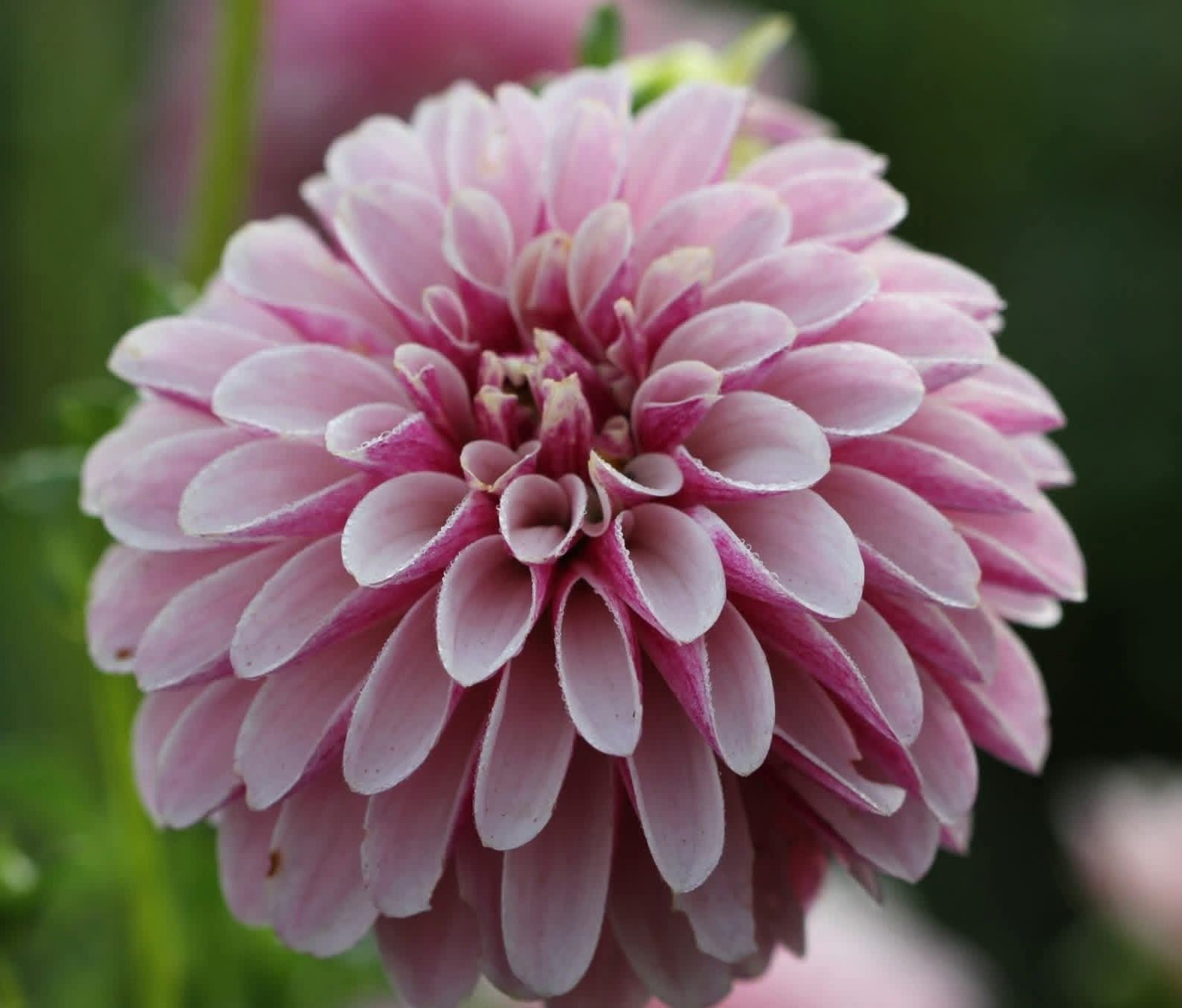 Salish Twilight Girl