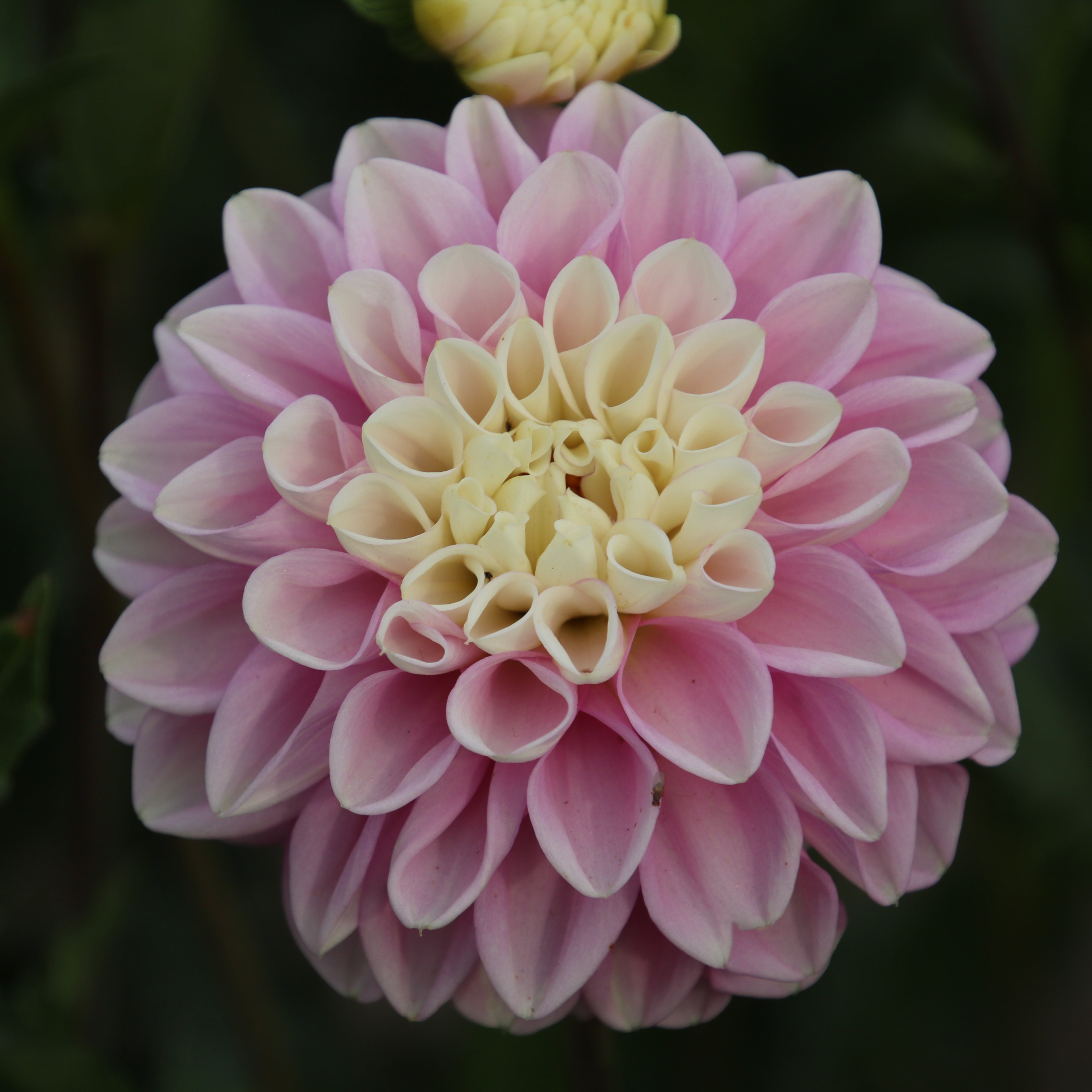 Fluffles – Memaw’s Flower Farm