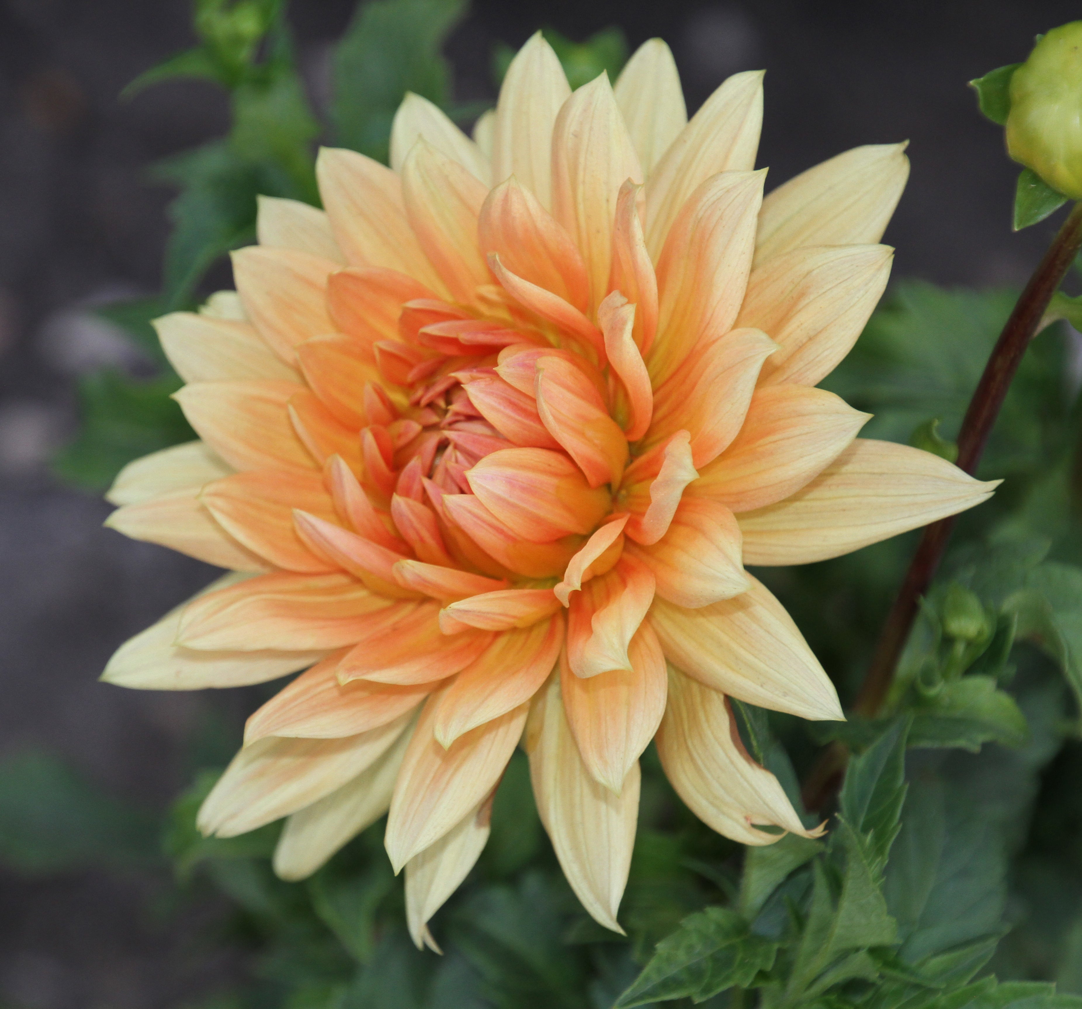 Gloria Van Noordwijk