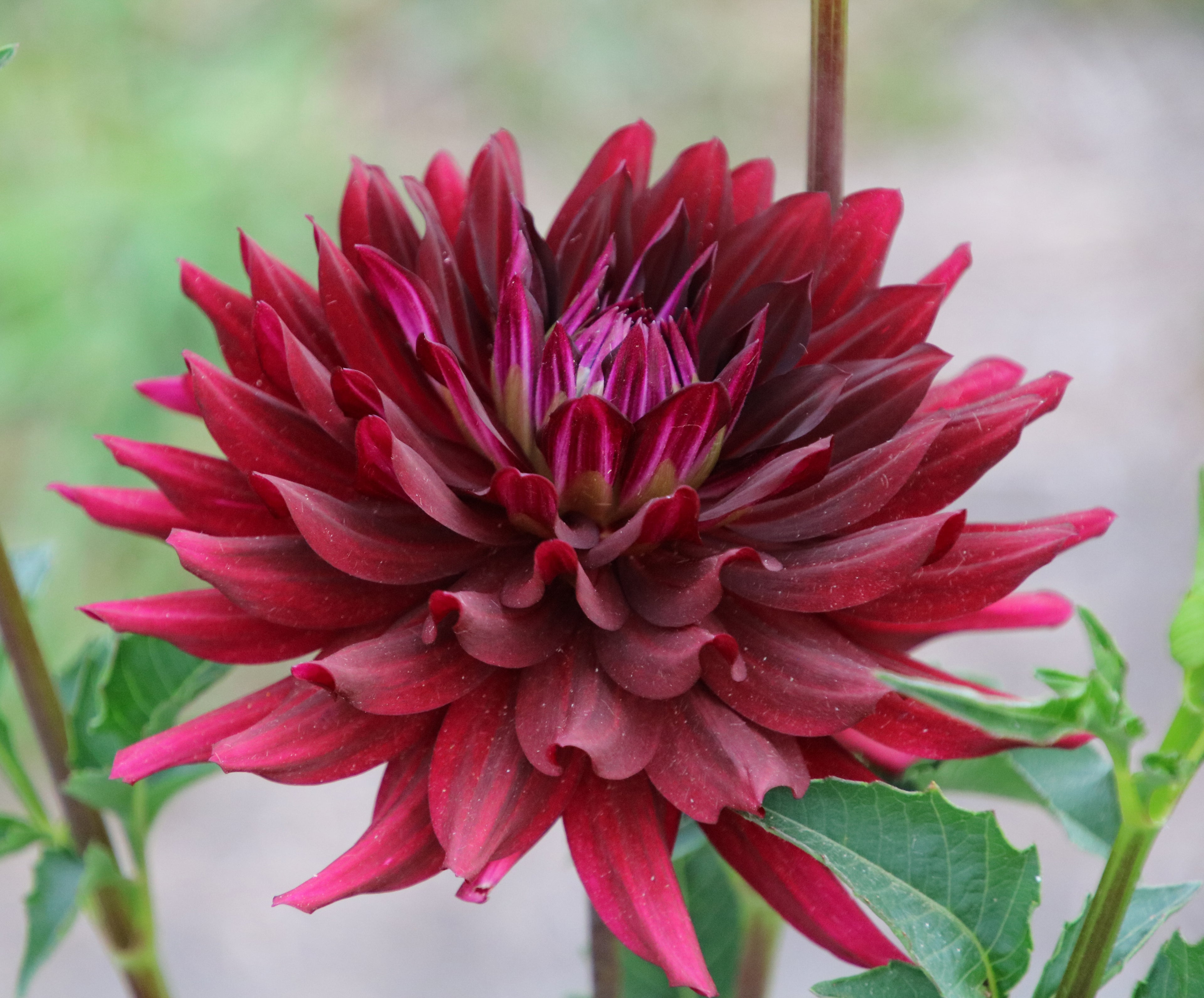 HollyHill Black Beauty