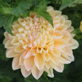 Honey Dew