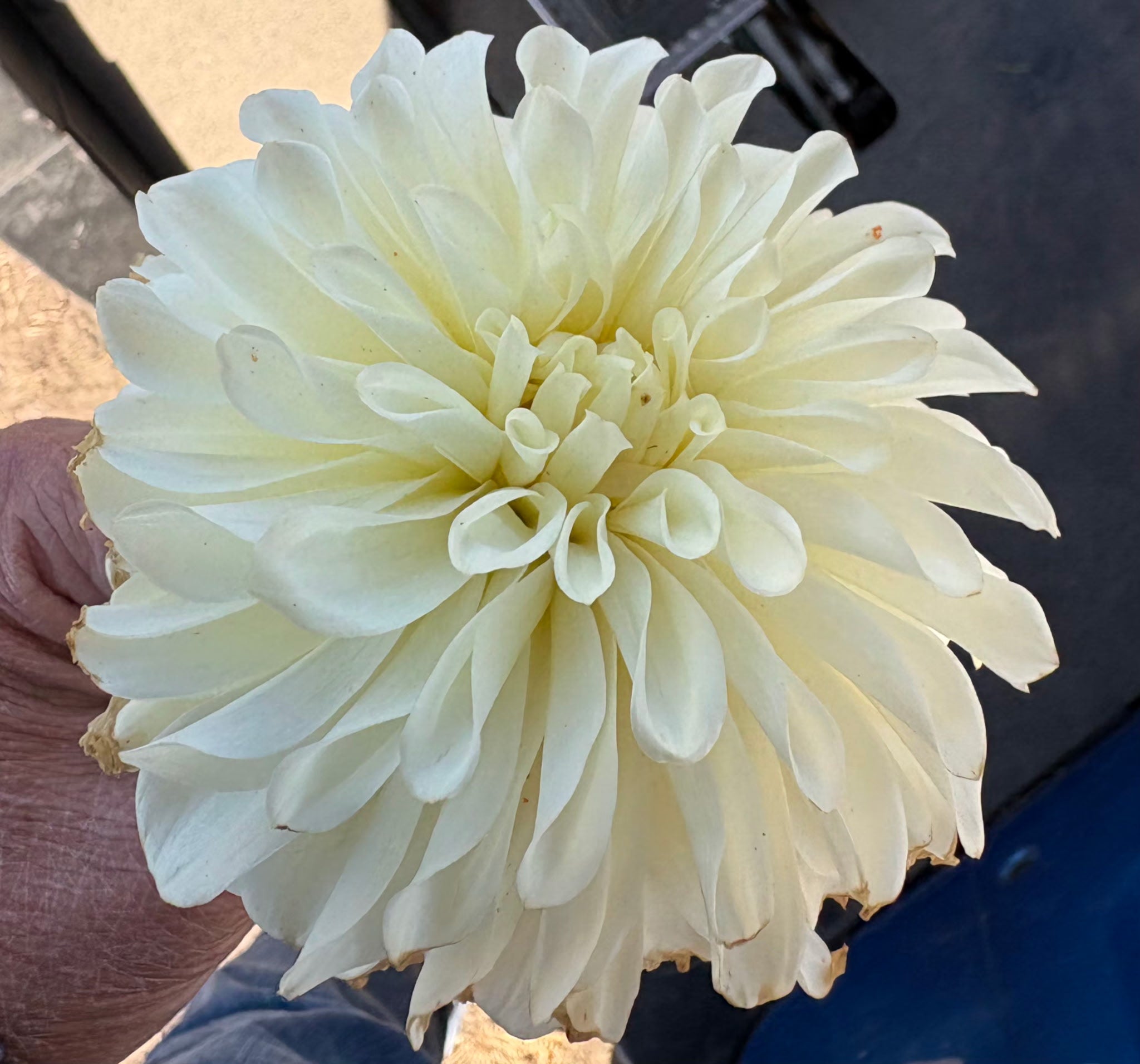 Kolb River Bend Jean