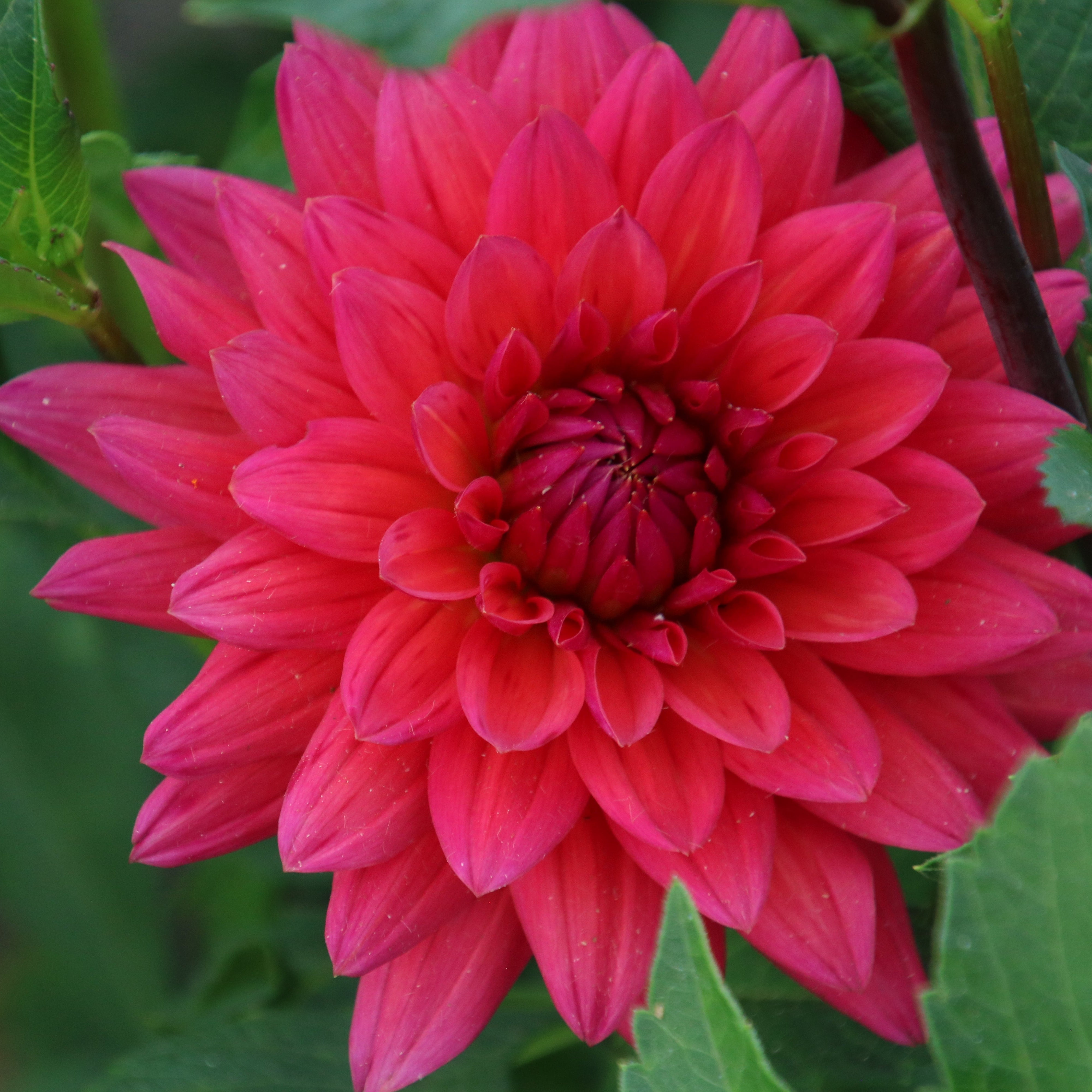 Fire Magic – Memaw's Flower Farm