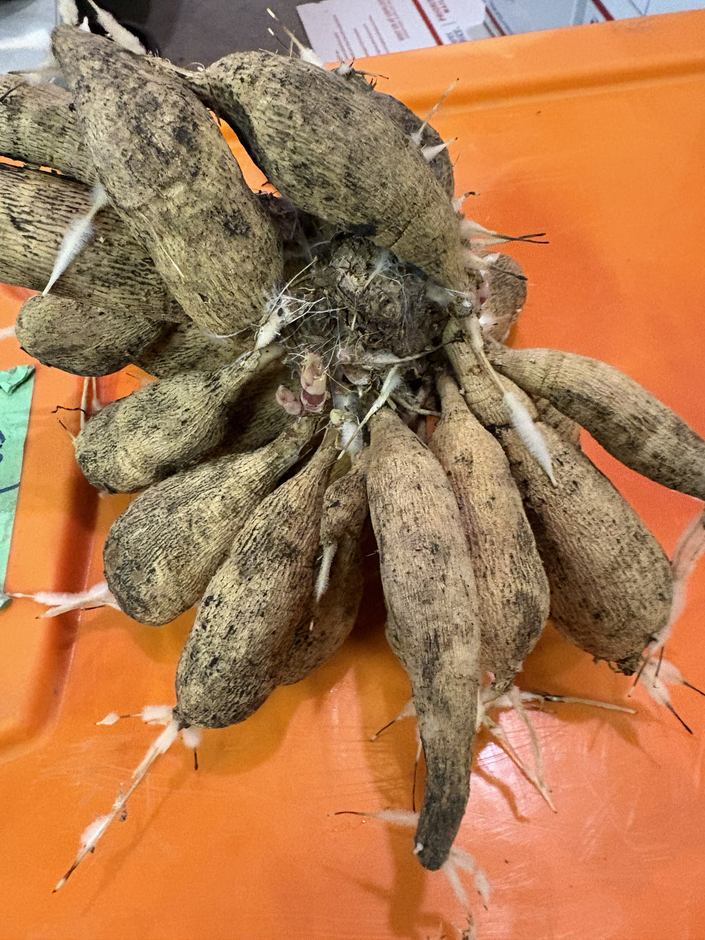 Unknown Tuber Clumps