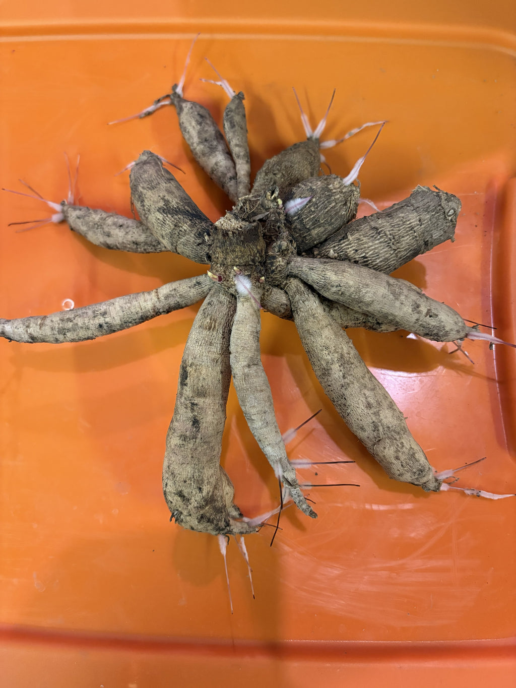 Unknown Tuber Clumps