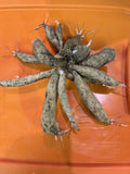 Unknown Tuber Clumps