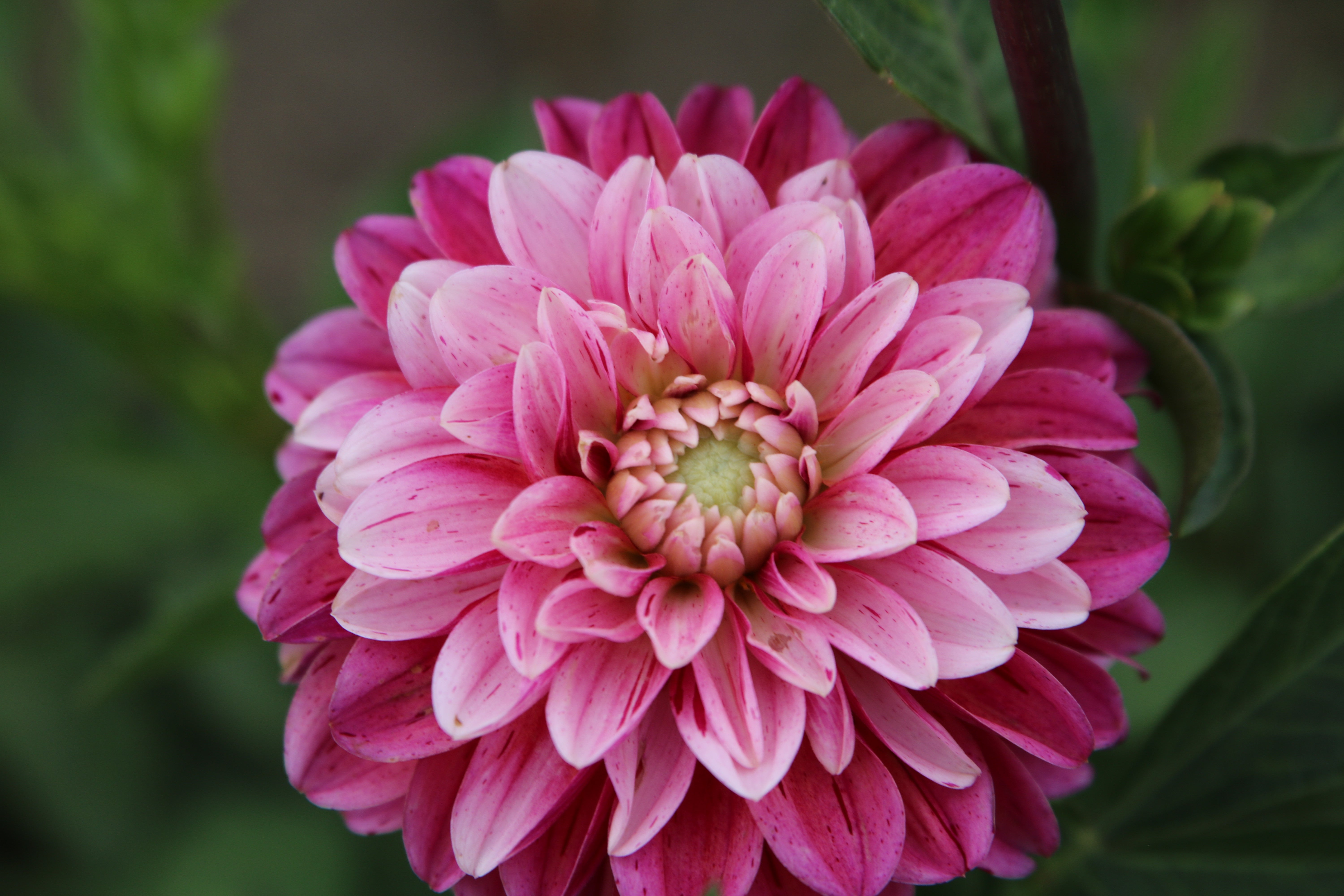 Strawberry N Cream – Memaw's Flower Farm