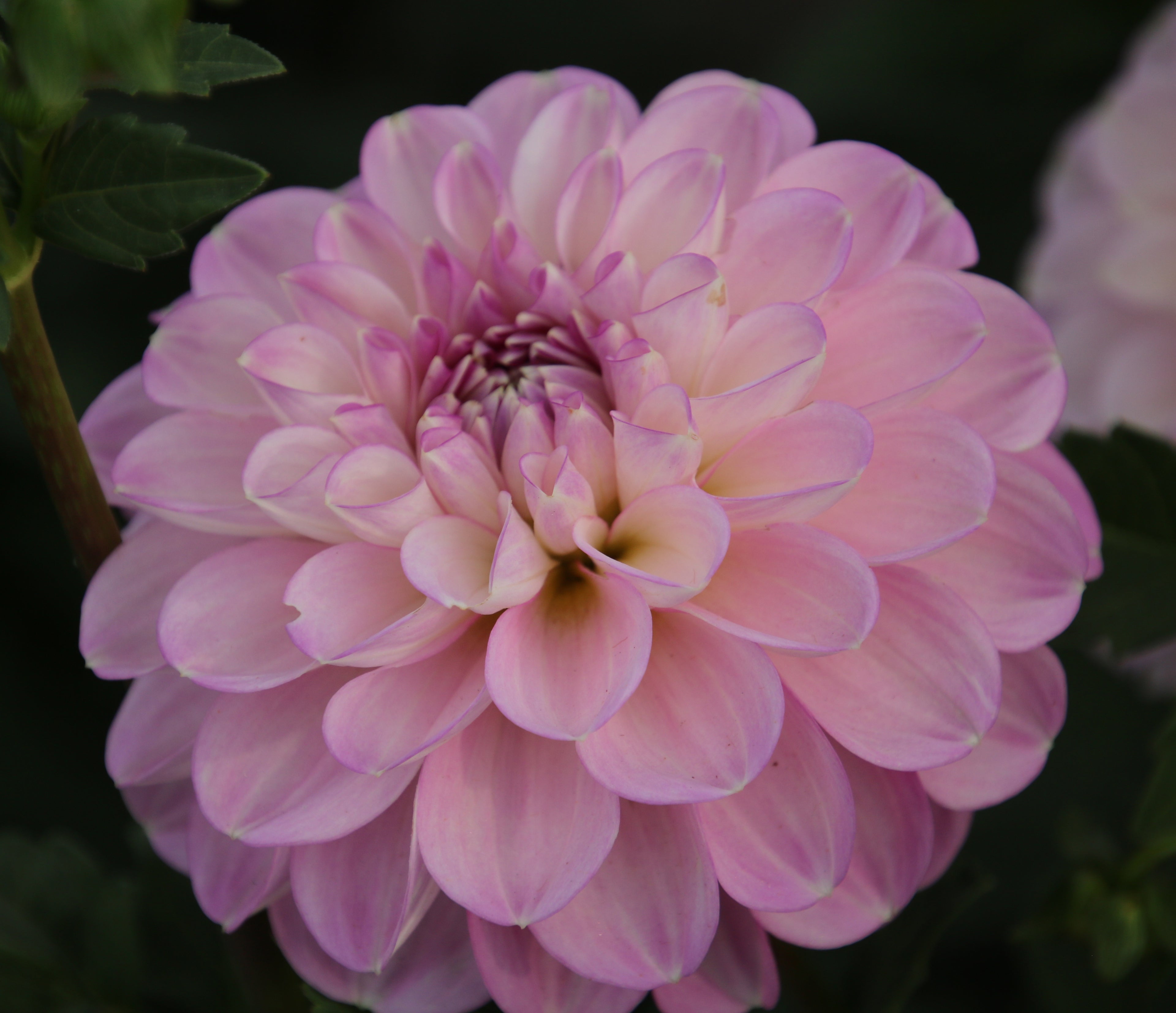 Marionberry Milkshake