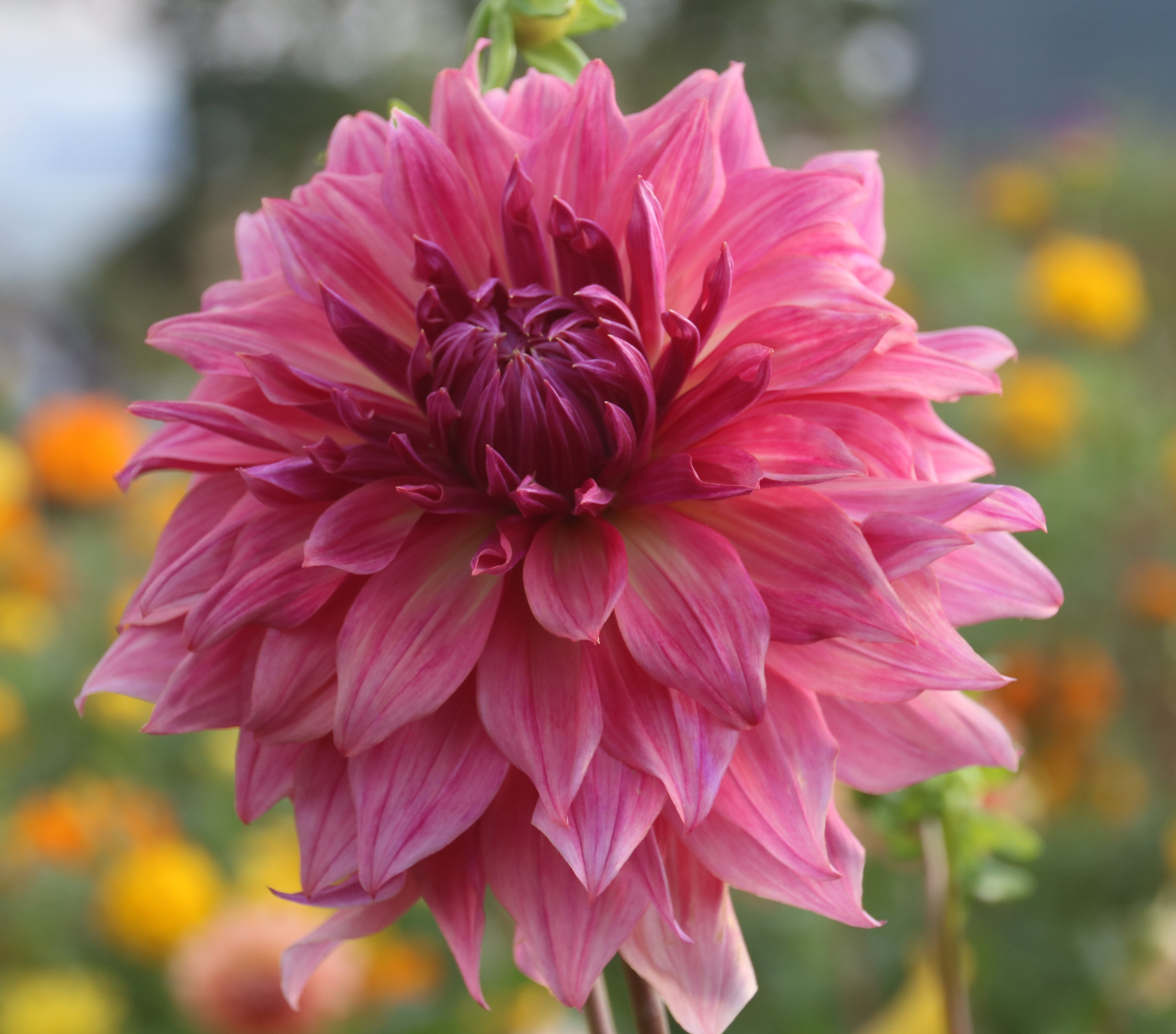 Penhill Dark Monarch