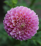 Skipley Spot of Gold