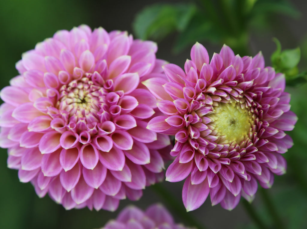 Skipley Spot of Gold