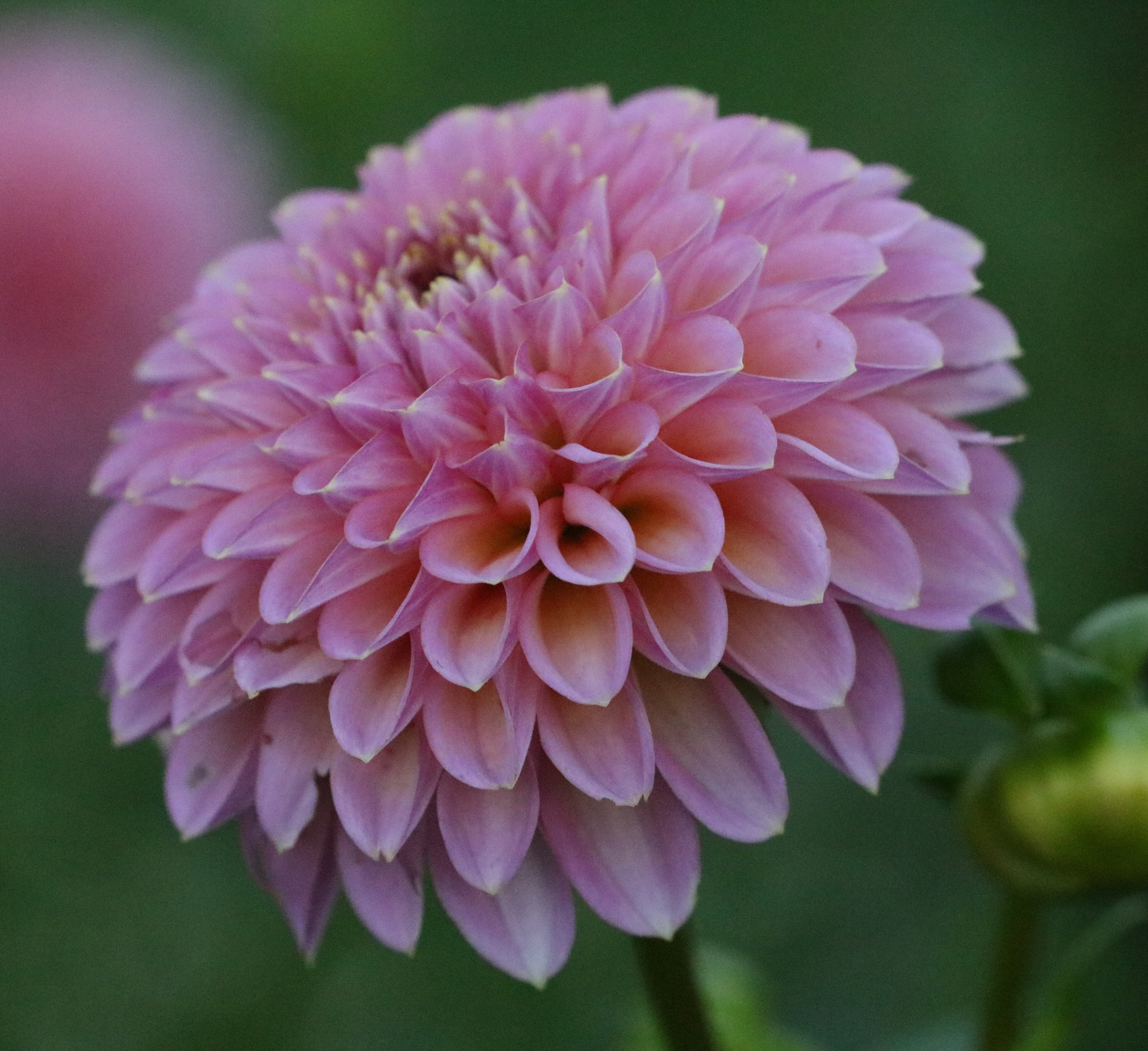 Skipley Spot of Gold