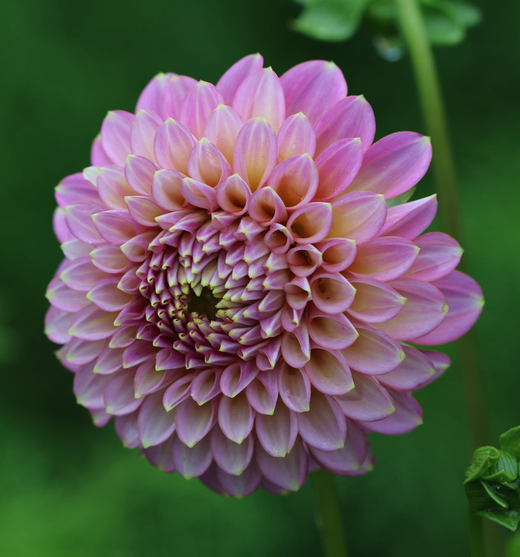 Skipley Spot of Gold