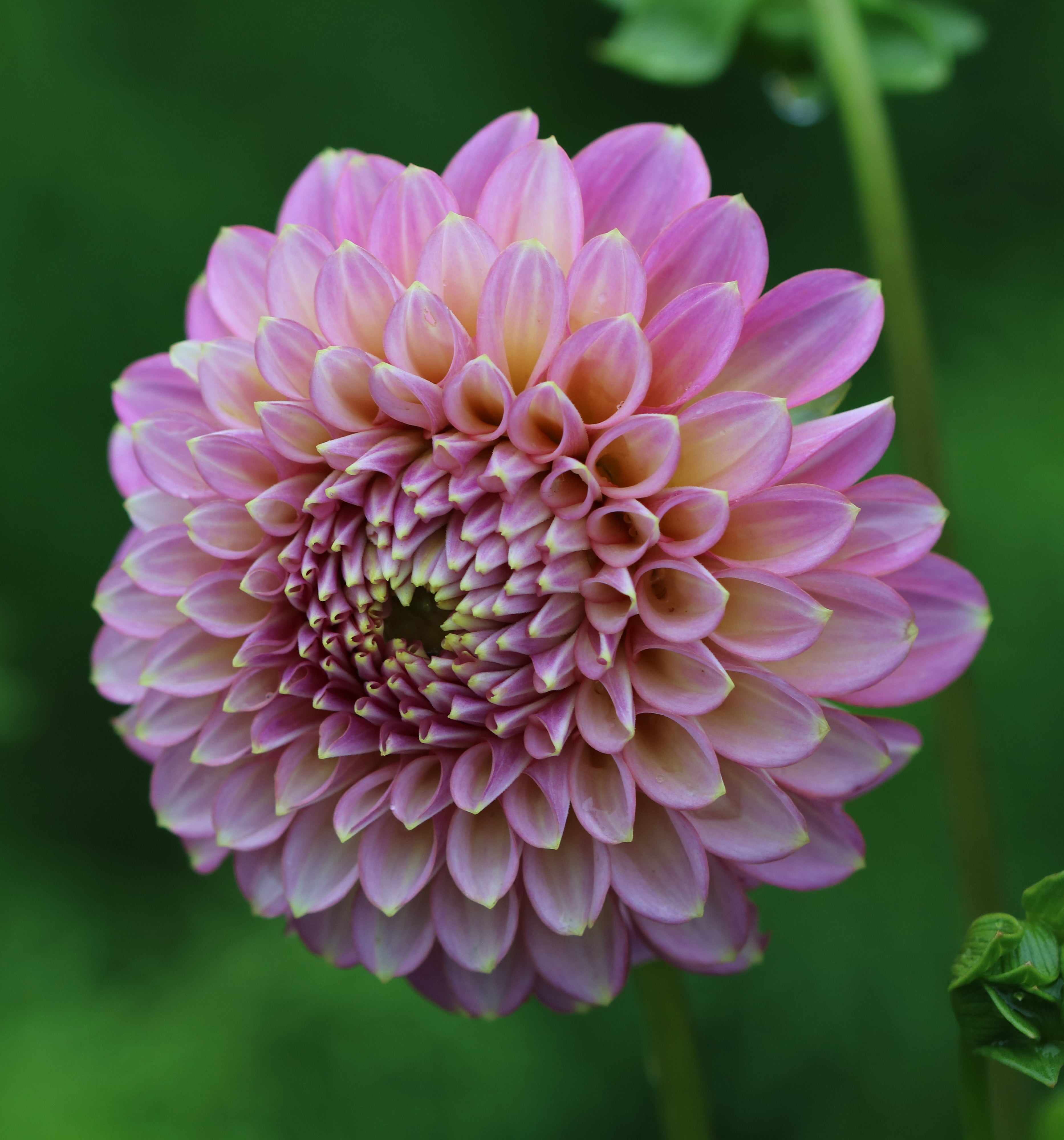 Skipley Spot of Gold