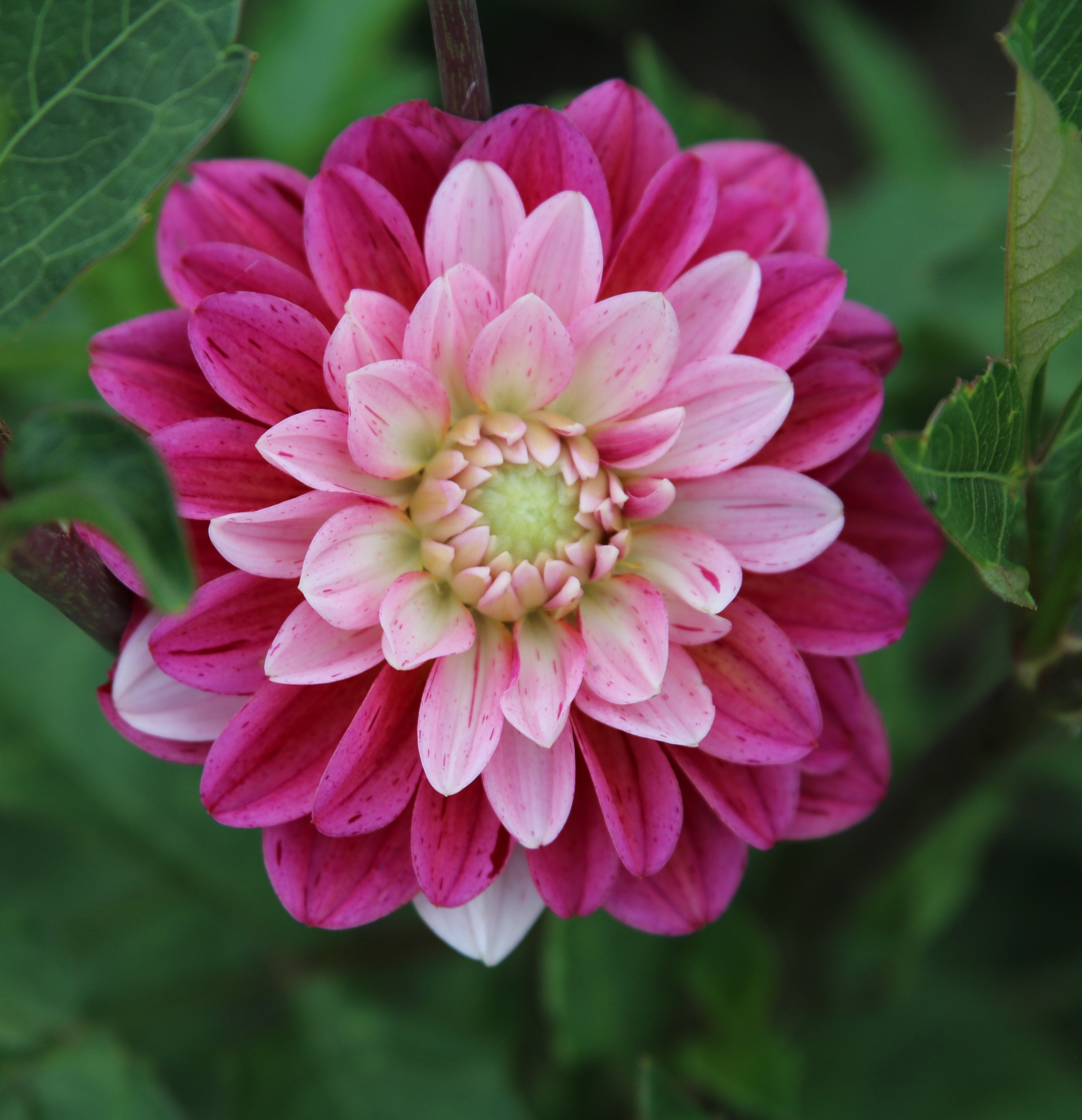 Strawberry N Cream – Memaw's Flower Farm
